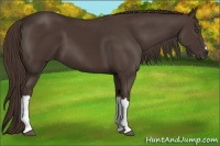 Horse Color:Liver Chestnut 