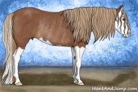 Horse Color:Chestnut Splash Rabicano 