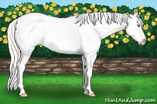 Horse Color:Silver Amber Champagne Roan Dun Splash Tobiano Frame Varnish Rabicano