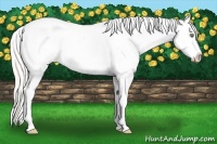 Horse Color:Silver Amber Champagne Roan Dun Splash Tobiano Frame Varnish Rabicano