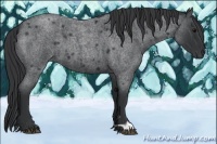 Horse Color:Blue Roan