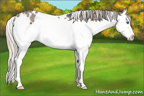 Horse Color:White Spotted Silver Blue Ice Roan Splash
