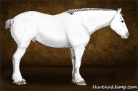 Horse Color:Liver Chestnut Snowflake Varnish