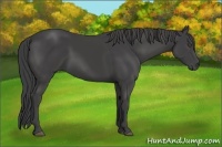 Horse Color:Smoky Black