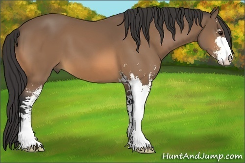 Horse Color:Buckskin Sabino 