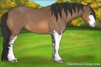 Horse Color:Buckskin Sabino 