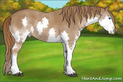 Horse Color:Chestnut Splash 