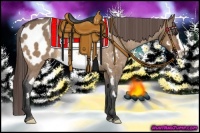Horse Color:Bay Dun Splash Frame Appaloosa Rabicano