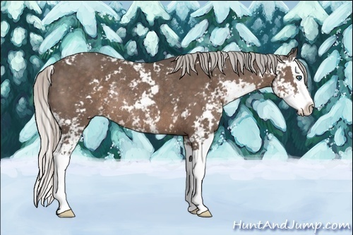 Horse Color:Silver Black Sabino Splash Rabicano