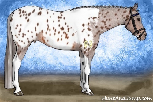 Horse Color:Bay Tobiano Near Leopard 