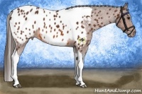 Horse Color:Bay Tobiano Near Leopard 