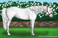 Horse Color:Silver Classic Cream Champagne Pearl Appaloosa