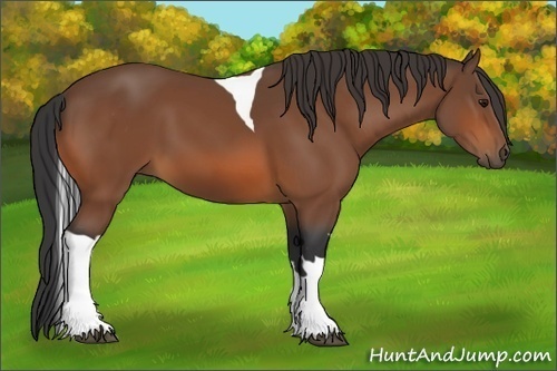 Horse Color:Bay Sabino Tobiano