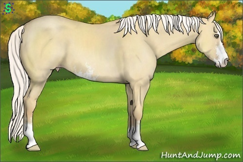 Horse Color:Silver Classic Cream Champagne Dun Sabino
