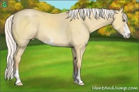 Horse Color:Silver Classic Cream Champagne Dun Sabino 