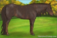 Horse Color:Liver Chestnut  Brindle