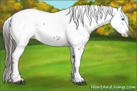 Horse Color:Liver Chestnut Frame 