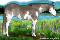 Horse Color:Liver Chestnut Splash Frame