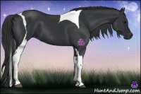 Horse Color:Black Tobiano Frame