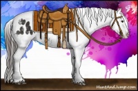 Horse Color:Liver Chestnut Appaloosa