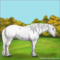 Horse Color:Liver Chestnut Mushroom Appaloosa 