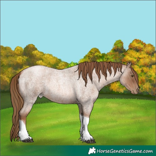 Horse Color:Liver Red Roan Pearl Tobiano 