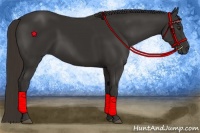 Horse Color:Liver Chestnut Frame 