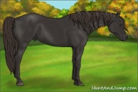 Horse Color:Liver Chestnut Frame 