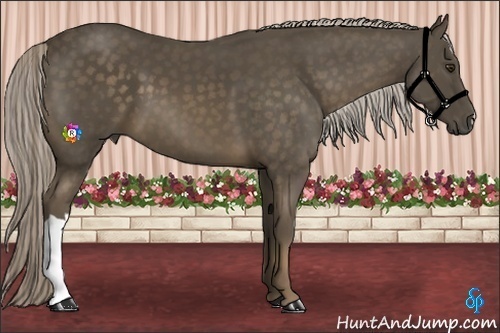 Horse Color:Chocolate Palomino 