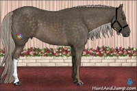 Horse Color:Chocolate Palomino 