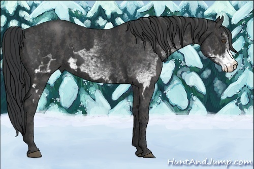 Horse Color:White Spotted Blue Roan Frame Rabicano Brindle