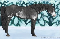 Horse Color:White Spotted Blue Roan Frame Rabicano Brindle