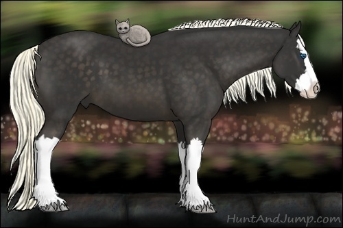Horse Color:Liver Chestnut Splash 
