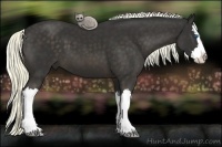 Horse Color:Liver Chestnut Splash