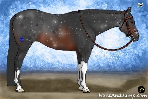 Horse Color:Brown 