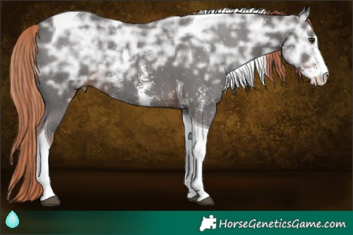 Horse Color:Liver Chestnut Ice Sabino Tobiano 