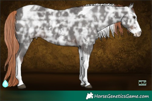 Horse Color:Liver Chestnut Ice Sabino Tobiano 