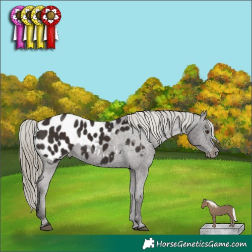 Horse Color:Liver Chestnut Mushroom Appaloosa 