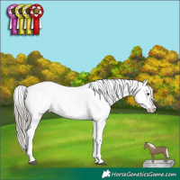 Horse Color:Liver Chestnut Mushroom Appaloosa