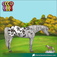 Horse Color:Liver Chestnut Mushroom Appaloosa 