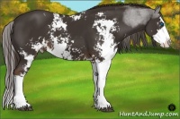 Horse Color:Liver Chestnut Sabino Splash 