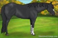 Horse Color:Black Frame