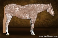 Horse Color:Chestnut Ice 