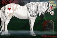 Horse Color:Chocolate Palomino Roan Pearl Appaloosa