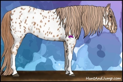 Horse Color:Chestnut Appaloosa