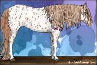 Horse Color:Chestnut Appaloosa 
