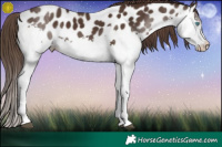 Horse Color:Liver Chestnut Splash Appaloosa 