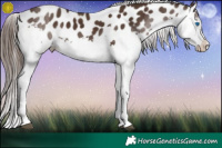 Horse Color:Liver Chestnut Splash Appaloosa