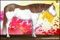 Horse Color:Chestnut Splash Rabicano 