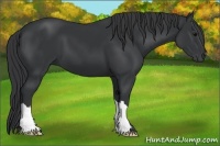 Horse Color:Black Frame